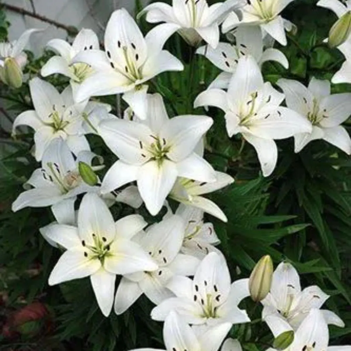 lirio branco