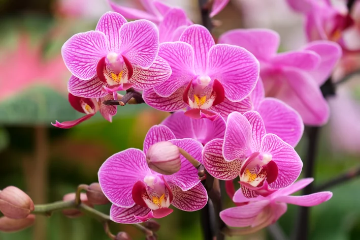 orquidea