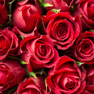rosa vermelha