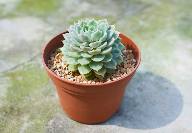 suculenta