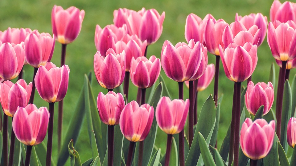 tulipas